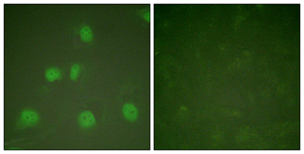 CUL-1兔多抗,CUL-1 Rabbit Polyclonal Antibody