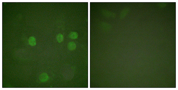 Cyclin B1兔多抗,Cyclin B1 Rabbit Polyclonal Antibody