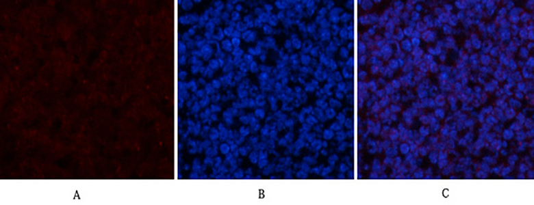 CYCS兔多抗,CYCS Rabbit Polyclonal Antibody