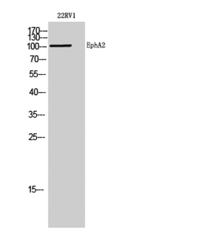 EphA2兔多抗,EphA2 Rabbit Polyclonal Antibody