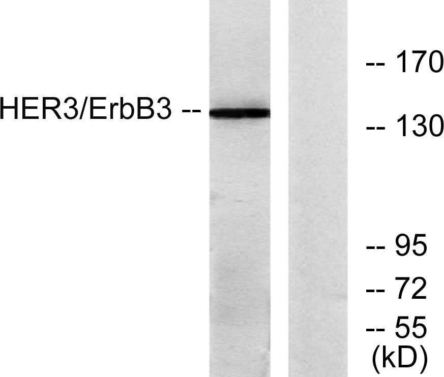 ErbB-3兔多抗,ErbB-3 Rabbit Polyclonal Antibody