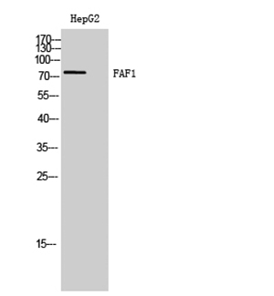 FAF1兔多抗,FAF1 Rabbit Polyclonal Antibody