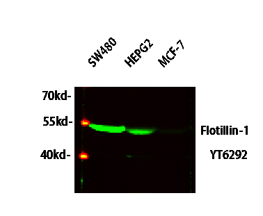 Flotillin-1兔多抗,Flotillin-1 Rabbit Polyclonal Antibody