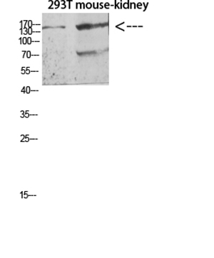 Flt-4兔多抗,Flt-4 Rabbit Polyclonal Antibody