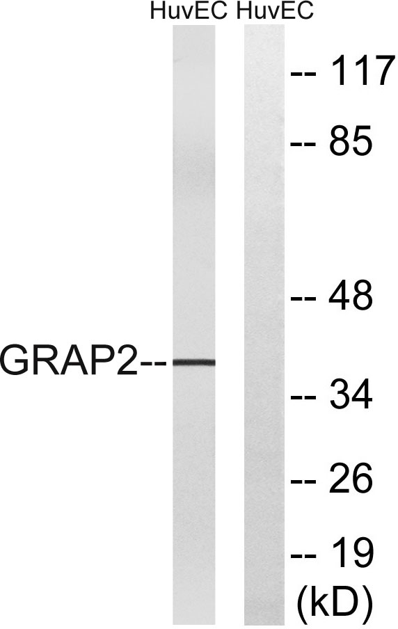 Gads兔多抗,Gads Rabbit Polyclonal Antibody