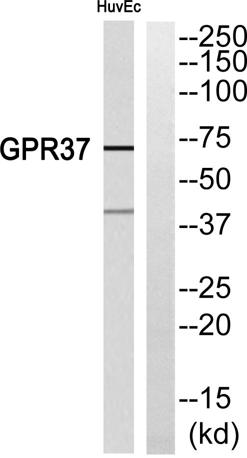 GPR37兔多抗,GPR37 Rabbit Polyclonal Antibody