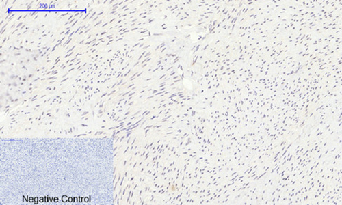 Histone H2A兔多抗,Histone H2A Rabbit Polyclonal Antibody