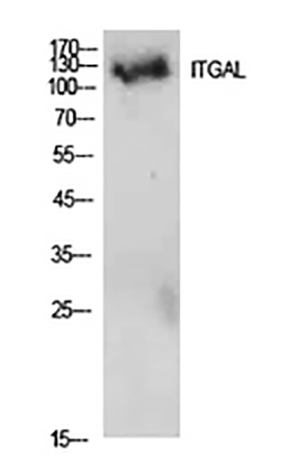 Integrin αL兔多抗,Integrin αL Rabbit Polyclonal Antibody