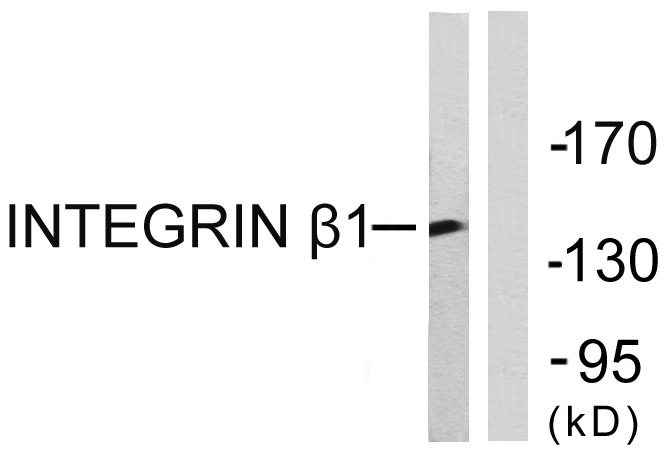 Integrin β1兔多抗,Integrin β1 Rabbit Polyclonal Antibody