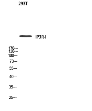 IP3R-I兔多抗,IP3R-I Rabbit Polyclonal Antibody