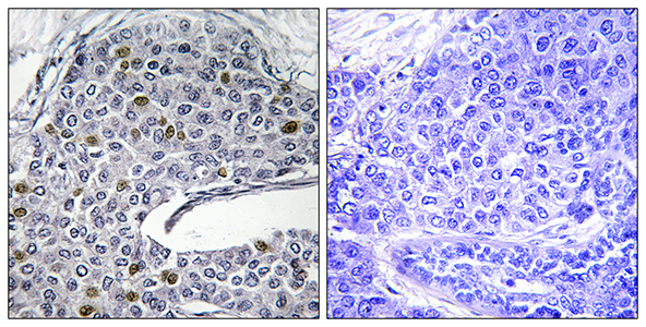 IRF-3兔多抗,IRF-3 Rabbit Polyclonal Antibody