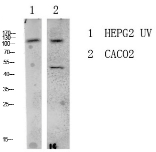 LATS1/2兔多抗,LATS1/2 Rabbit Polyclonal Antibody