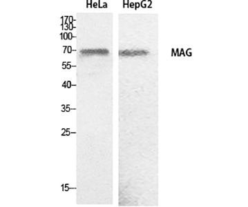 MAG兔多抗,MAG Rabbit Polyclonal Antibody