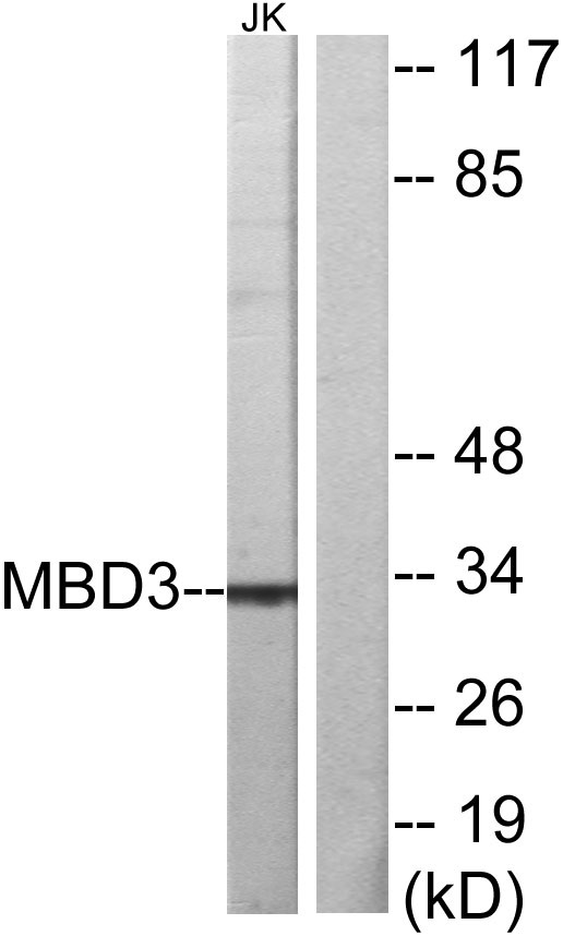 MBD3兔多抗,MBD3 Rabbit Polyclonal Antibody
