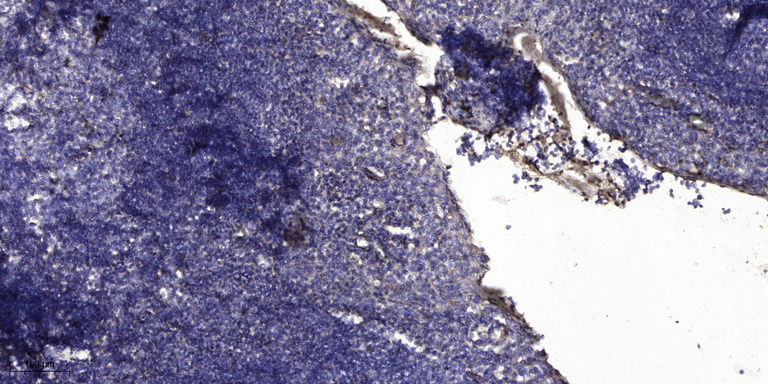 MUC5B兔多抗,MUC5B Rabbit Polyclonal Antibody