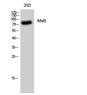 MxB兔多抗,MxB Rabbit Polyclonal Antibody
