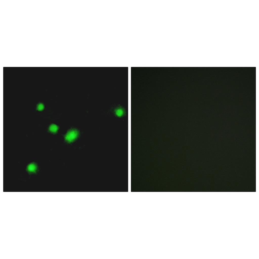 MYH兔多抗,MYH Rabbit Polyclonal Antibody