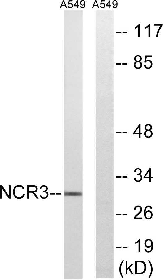 NKp30兔多抗,NKp30 Rabbit Polyclonal Antibody