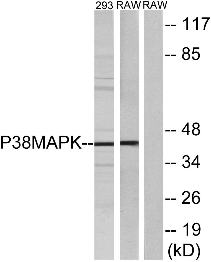 p38兔多抗,p38 Rabbit Polyclonal Antibody