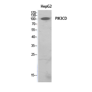 PI 3-Kinase p110δ兔多抗,PI 3-Kinase p110δ Rabbit Polyclonal Antibody