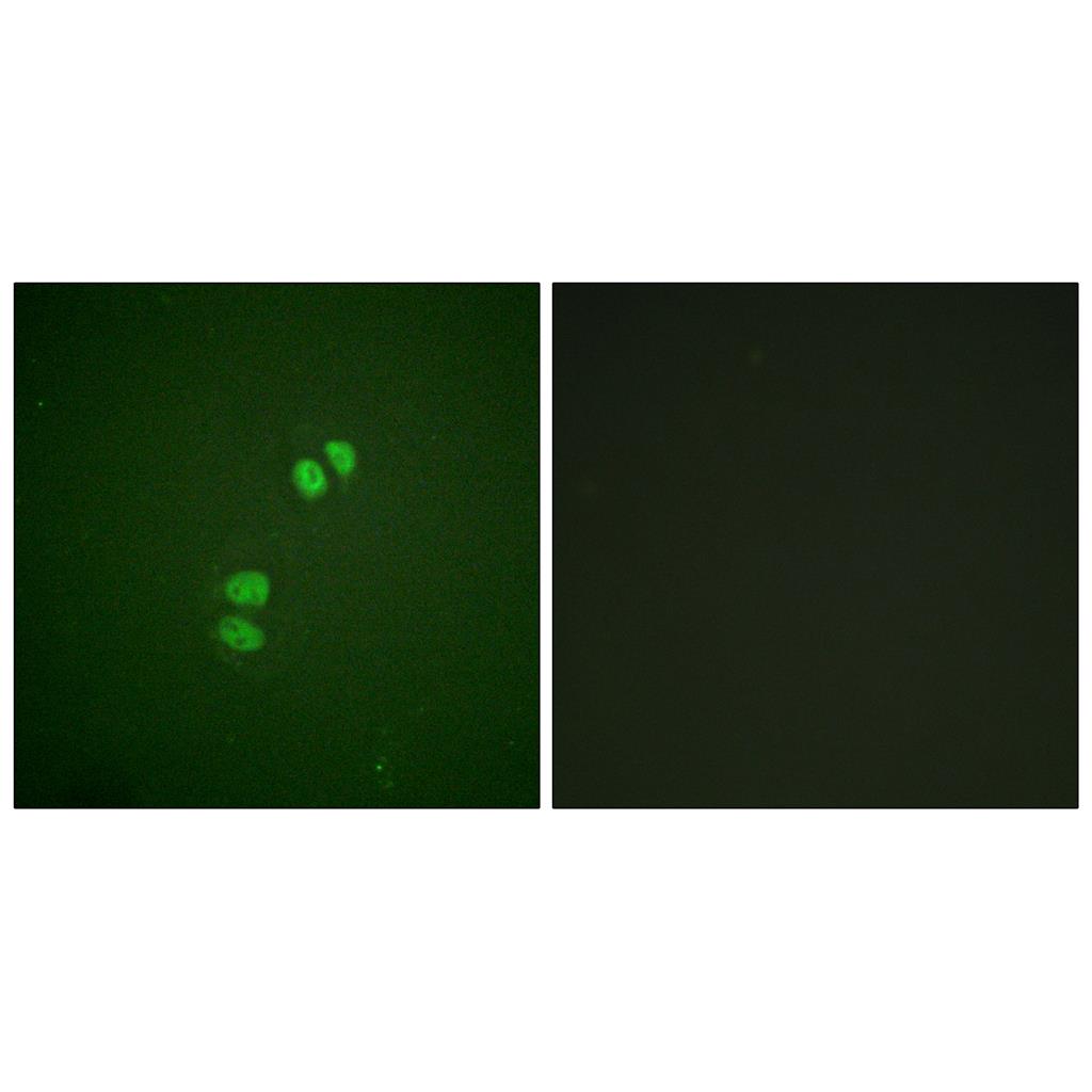 Plk兔多抗,Plk Rabbit Polyclonal Antibody