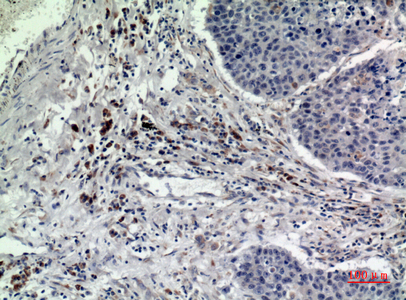 Rab 5A兔多抗,Rab 5A Rabbit Polyclonal Antibody