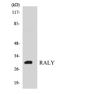 Raly兔多抗,Raly Rabbit Polyclonal Antibody