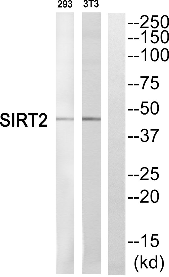 SIRT2兔多抗,SIRT2 Rabbit Polyclonal Antibody