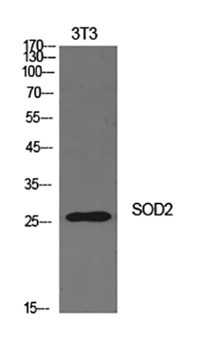 SOD-2兔多抗,SOD-2 Rabbit Polyclonal Antibody