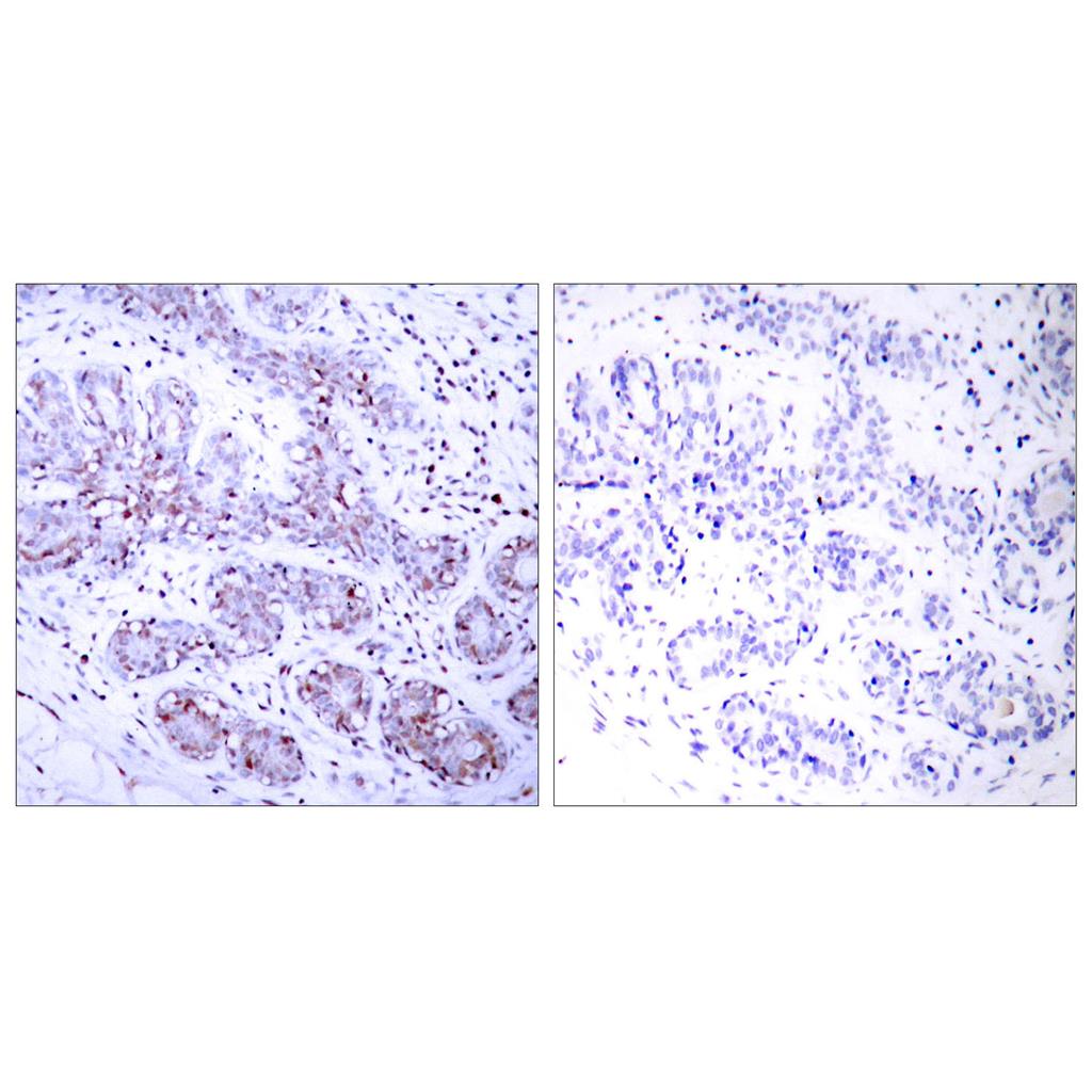 Stat4兔多抗,Stat4 Rabbit Polyclonal Antibody