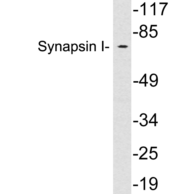 Synapsin-1兔多抗,Synapsin-1 Rabbit Polyclonal Antibody