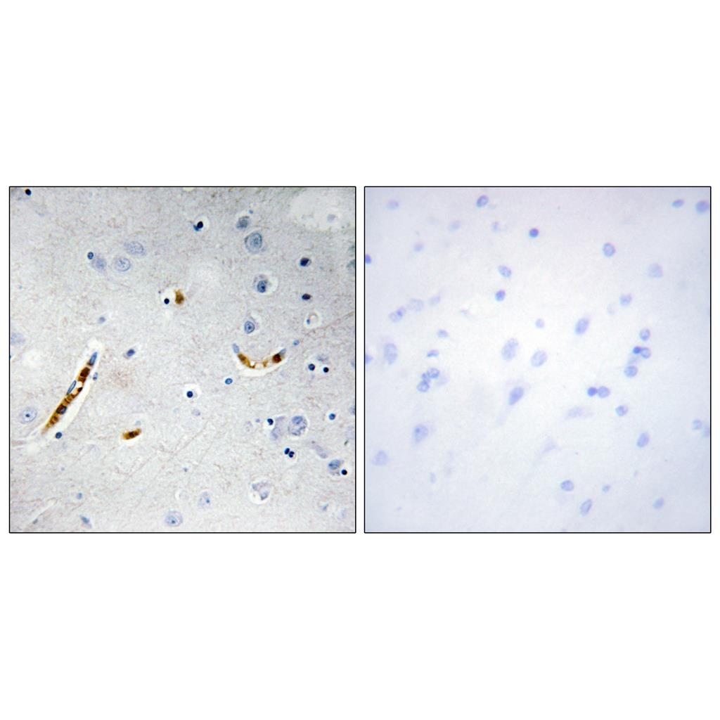 TCF-3兔多抗,TCF-3 Rabbit Polyclonal Antibody