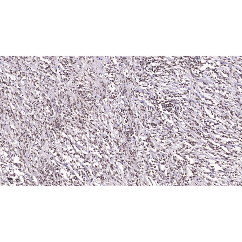 TEF-1兔多抗,TEF-1 Rabbit Polyclonal Antibody