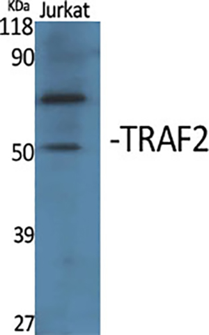 TRAF2兔多抗,TRAF2 Rabbit Polyclonal Antibody