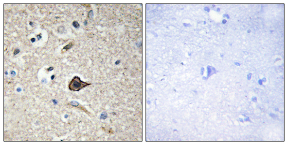 TWEAK兔多抗,TWEAK Rabbit Polyclonal Antibody