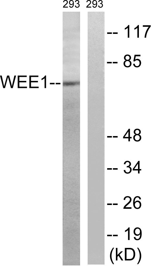 Wee 1兔多抗,Wee 1 Rabbit Polyclonal Antibody