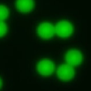 绿色荧光修饰的聚苯乙烯微球20nm-200um,Green Fluorescent PS Microspheres