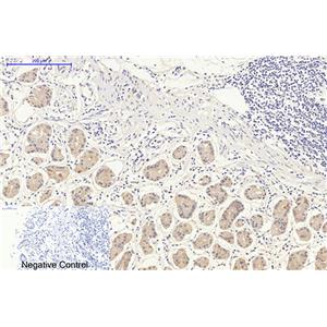 DDIT3 (7G7)鼠单抗,DDIT3 (7G7) Mouse Monoclonal Antibody