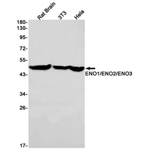 ENO1/2/3兔单抗,ENO1/2/3 Rabbit Monoclonal Antibody