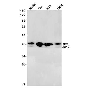 JunB兔单抗,JunB Rabbit Monoclonal Antibody
