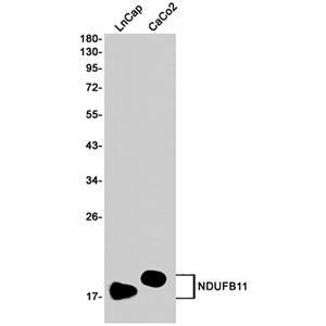 NDUFB11兔单抗,NDUFB11 Rabbit Monoclonal Antibody