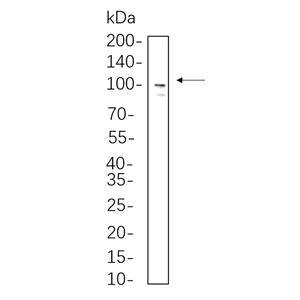 Sodium Potassium ATPase兔单抗,Sodium Potassium ATPase Rabbit Monoclonal antibody