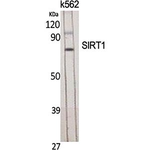 SIRT1兔多抗,SIRT1 Rabbit Polyclonal Antibody