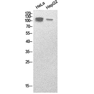 SREBP1兔多抗,SREBP1 Rabbit Polyclonal Antibody