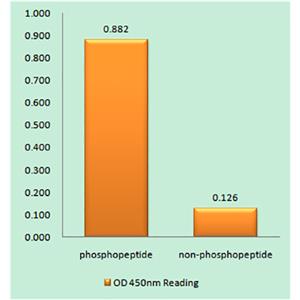 14-3-3 ζ (phospho Ser58)兔多抗,14-3-3 ζ (phospho Ser58) Rabbit Polyclonal Antibody
