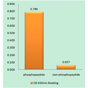 14-3-3 ζ/δ (phospho Thr232)兔多抗,14-3-3 ζ/δ (phospho Thr232) Rabbit Polyclonal Antibody