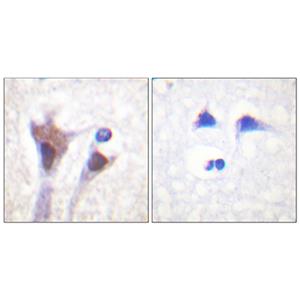 14-3-3 ζ/δ (phospho Thr232)兔多抗,14-3-3 ζ/δ (phospho Thr232) Rabbit Polyclonal Antibody