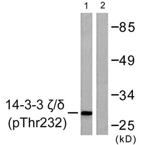 14-3-3 ζ/δ (phospho Thr232)兔多抗,14-3-3 ζ/δ (phospho Thr232) Rabbit Polyclonal Antibody