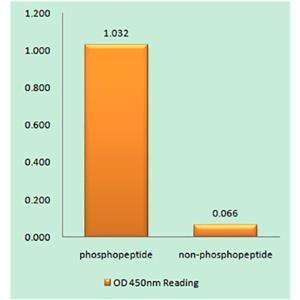 4E-BP1 (phospho Thr37)兔多抗,4E-BP1 (phospho Thr37) Rabbit Polyclonal Antibody