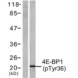 4E-BP1 (phospho Thr37)兔多抗,4E-BP1 (phospho Thr37) Rabbit Polyclonal Antibody